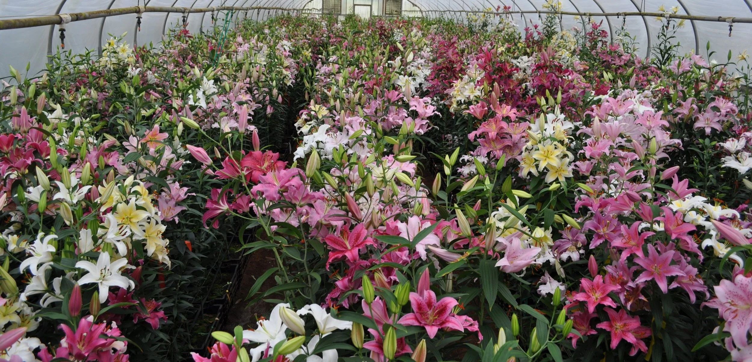 Mak-Leek Specials — The Lily Garden